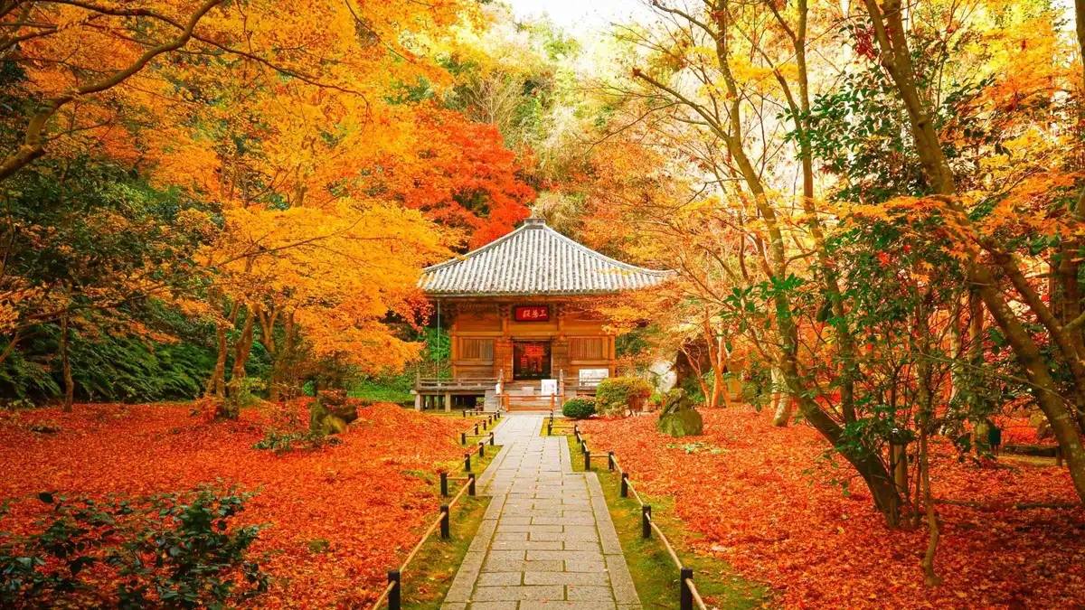A small temple hall in Matsushima surrounded by red and orange maple leaves in autumn