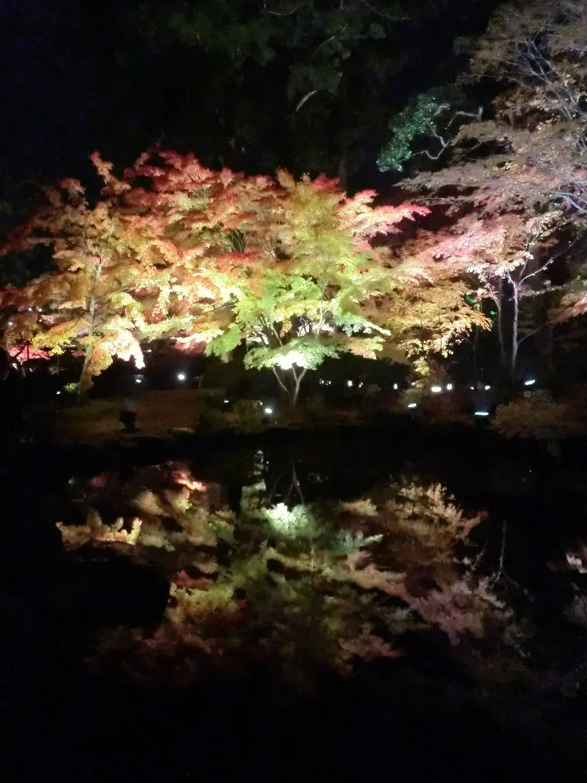 Maple trees in red and yellow lit up at night and reflected in a pond