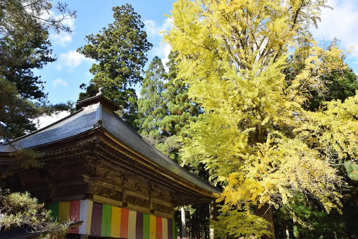 A Zuiganji temple building under a yellow ginkgo in autumn on a Matsushima walking tour